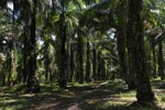 Oil palm estate