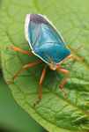 Turquoise shield bug with orange legs