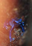 Blue poison frog (Dendrobates azureus)