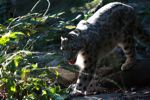 Snow leopard (Uncia uncia)