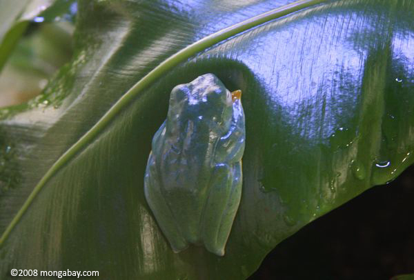 Reinwardt's Flying Frog (Rhacophorus reinwardtii) asleep on a leaf
