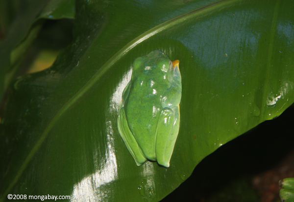 Reinwardt's Flying Frog (Rhacophorus reinwardtii) asleep on a leaf