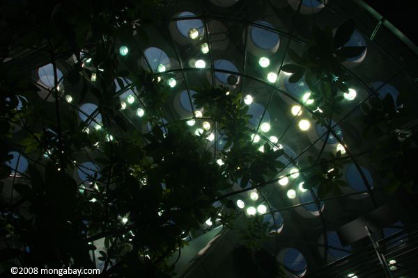 Ceiling of the new CA Academy of Sciences
