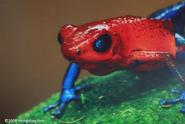 Red and blue poison dart frog (Dendrobates pumilio)