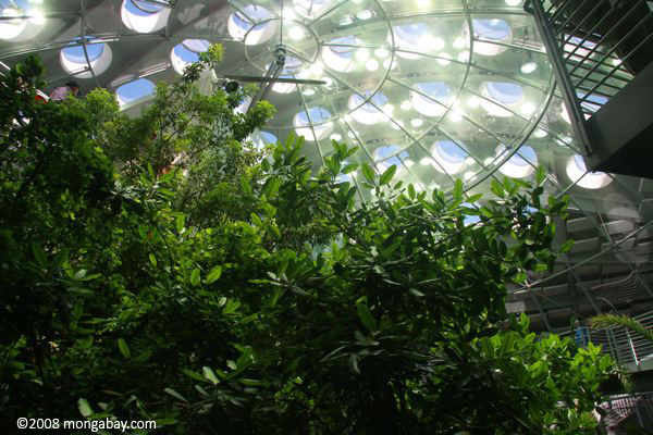 4-story rainforest in the new CA Academy of Sciences in San Francisco