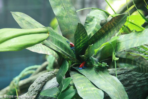 Red and blue poison dart frogs (Dendrobates pumilio) modeled in a canopy bromeliad