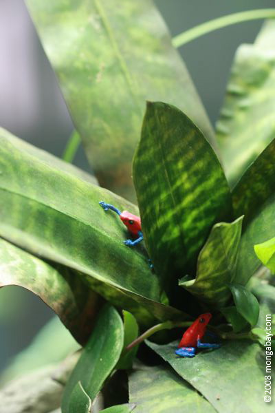 Red and blue poison arrow frogs (Dendrobates pumilio) modeled in a canopy bromeliad