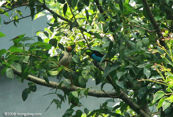 Paradise tanager (Tangara chilensis) [Turquoise bird with lime green head and black wings]