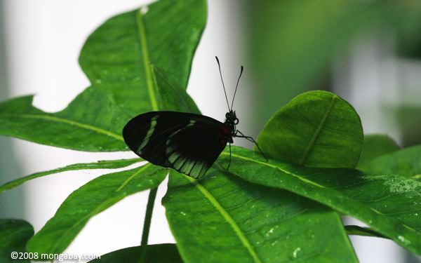 Heliconius sp butterfly