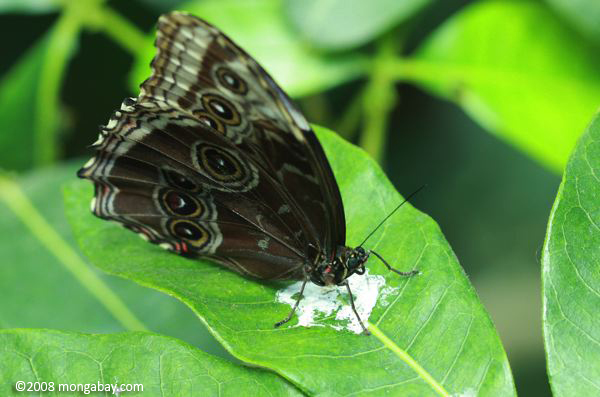 Blue morpho with wings closed feeding on a bird dropping