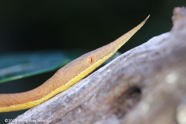 Madagascar leaf-nosed snake (Langaha madagascariensis)