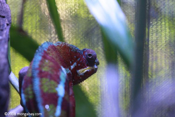 Captive male panther chameleon