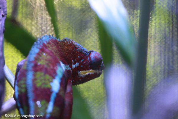 Red panther chameleon (Furcifer pardalis) (male)