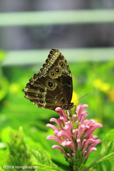 Blue Morpho (M. menelaus) with wings closed while resting on a pink flower