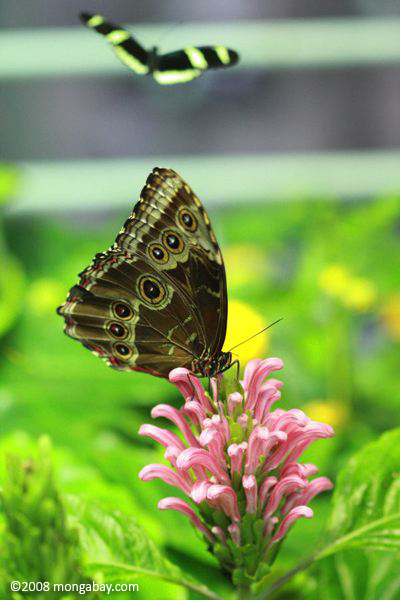 Blue Morpho (M. menelaus) with wings closed while resting on a pink flower