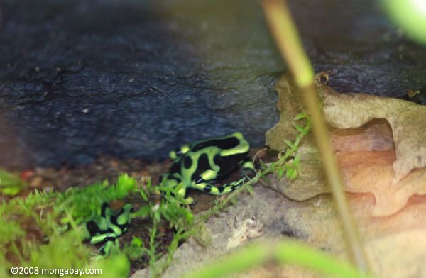 Green-and-black poison frog