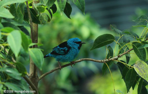 Turquoise Honeycreeper [Dacnis cayana] eating a fruit