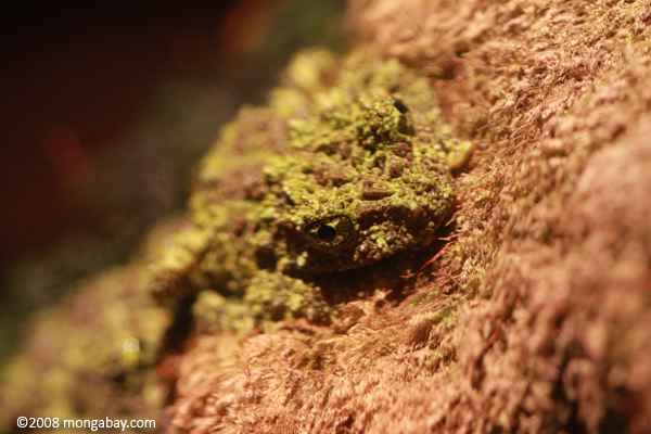 Vietnamese mossy frog (Theloderma corticale)