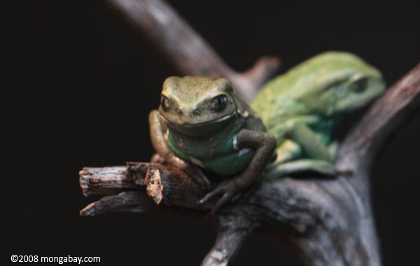 Chacoan Monkey Frogs (Phyllomedusa sauvagii)