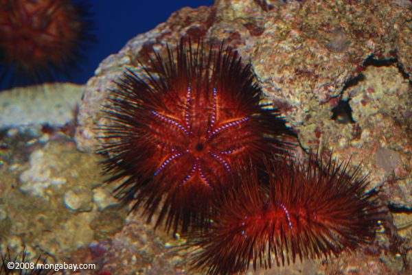 Fire urchin (Astropyga radiata) 