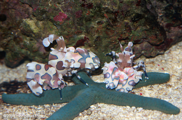 Harlequin shrimp (Hymenocera picta) and a blue starfish
