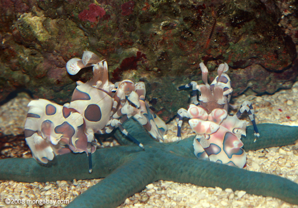 Harlequin shrimp (Hymenocera picta) and a blue starfish
