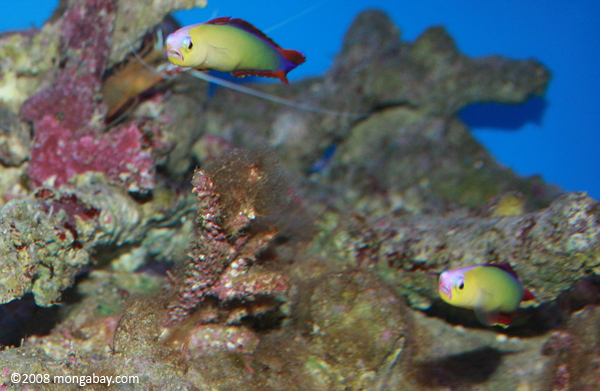 Yellow fish with red fins