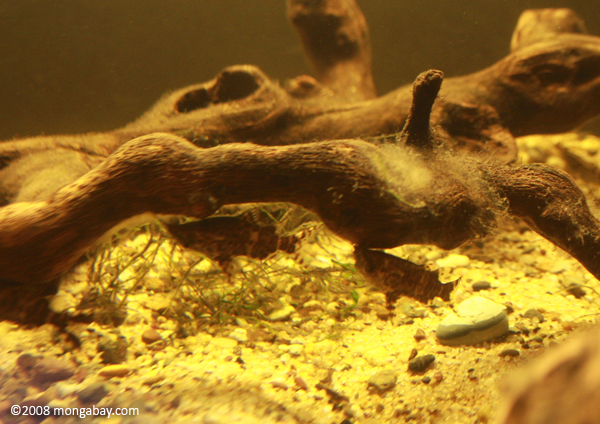 Upside Down Catfish (Synodontis nigriventris) in West African biotope tank