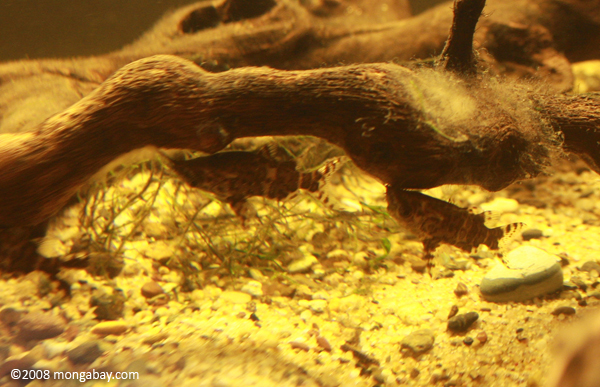 Upside Down Catfish (Synodontis nigriventris) in West African biotope aquarium
