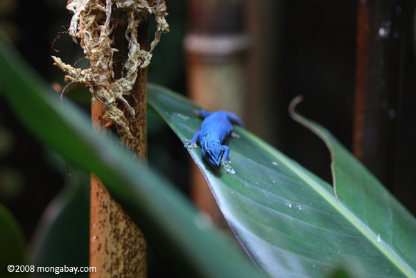 Tanzania blue day gecko (Lygodactylus williamsi)