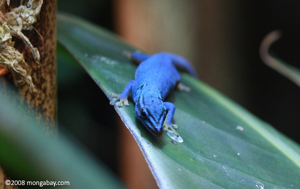 Electric blue day gecko (Lygodactylus williamsi)