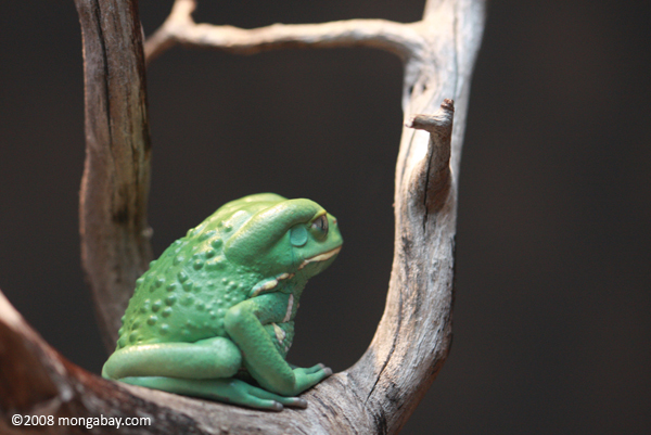 Green waxy monkey tree frog (Phyllomedusa sauvagei)