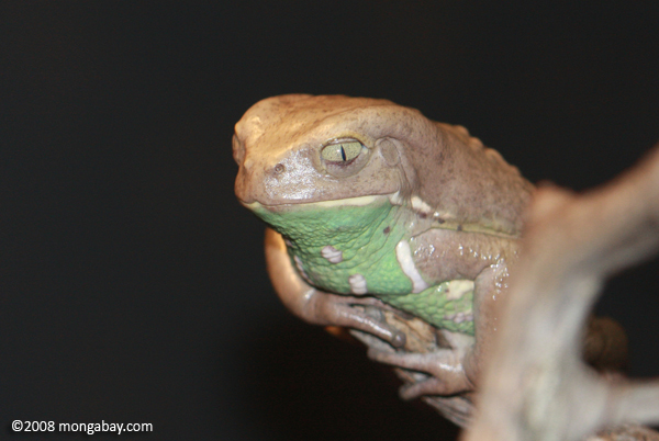 Brown waxy monkey frog (Phyllomedusa sauvagei)