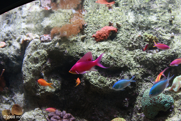 Phillipine reef tank