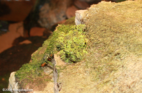 Vietnamese Mossy Frog (Theloderma corticale)