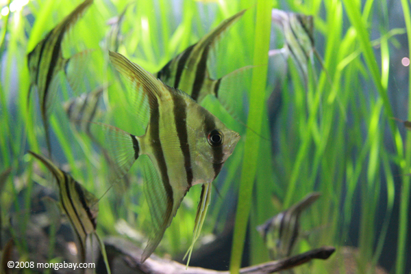 Altum angelfish in an Amazon biotope aquarium