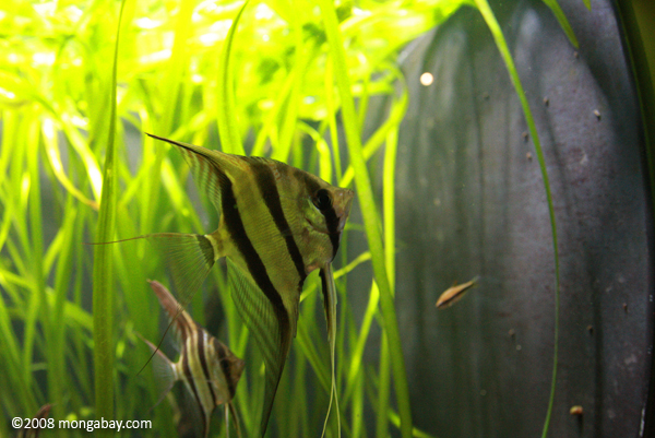 Altum Angelfish (Pterophyllum altum)