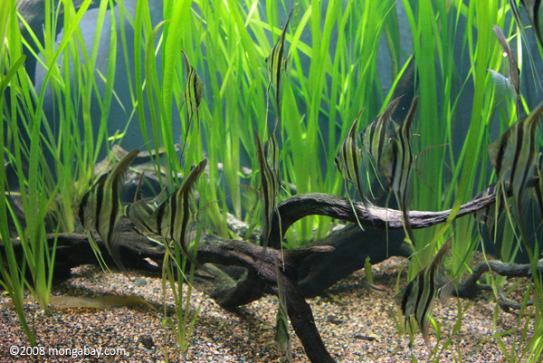 Altum angelfish in an Amazon biotope tank