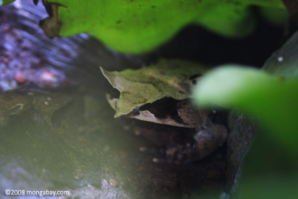 Asian Horned Frog (Megophrys nasuta)