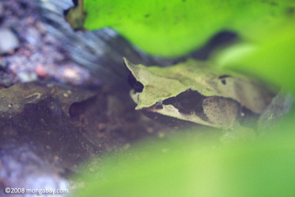 Asian Horned Frog (Megophrys nasuta)