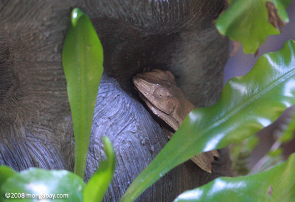 Borneo Eared Frog or file-eared treefrog (Polypedates otilophus)