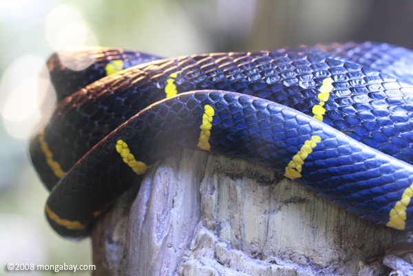 Black-and-yellow mangrove snake (Boiga dendrophila)