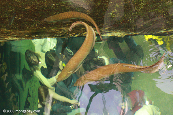 Arowana in the Amazon flooded forest exhibit at the California Academy of Sciences