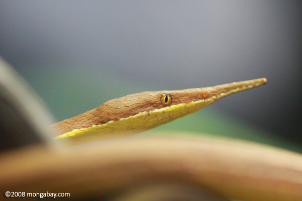 Male Madagascar leaf-nosed snake (Langaha madagascariensis)