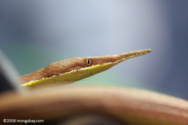 Male Madagascar leaf-nosed snake (Langaha madagascariensis) [cas_117]