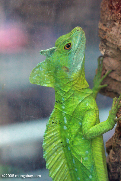 Green Jesus Christ Lizard (Basiliscus plumifrons)