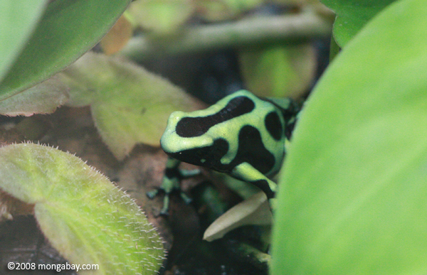 Green Poison Arrow Frog (Dendrobates auratus)