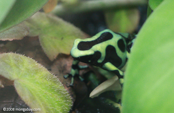 Green-and-black Poison Arrow Frog (Dendrobates auratus)