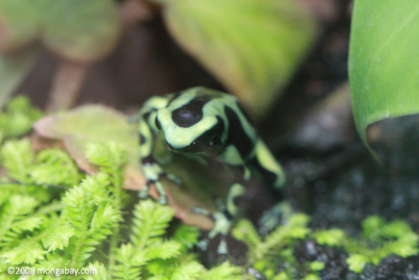 Green and black Poison Arrow Frog (Dendrobates auratus)