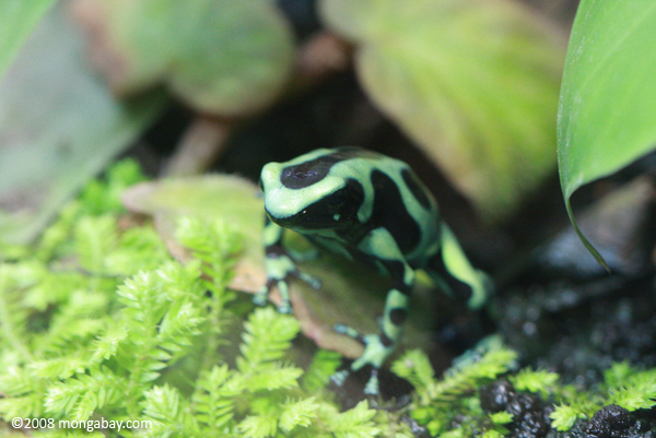 Green Poison Dart Frog (Dendrobates auratus)